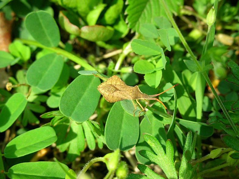 Piccolo insetto irrequieto fra l''erba ...Syromastus rhombeus